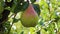Pear hanging in a pear tree in an orchard in autumn