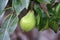 Pear hanging on a tree