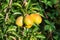 Pear harvest in the garden. Selective focus.