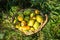 Pear harvest in the garden. Selective focus.