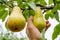 Pear harvest time. Hand holds fresh fruit