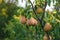 Pear harvest on the tree. Selective focus.