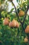 Pear harvest on the tree. Selective focus.