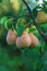 Pear harvest on the tree. Selective focus.