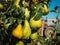 Pear harvesting on fruit trees, tractor working at the bottom