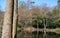 Pear Lake, fishing lake surrounded by trees in Stanmore, north west London. Trees are reflected in the calm water.