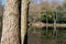 Pear Lake, fishing lake surrounded by trees in Stanmore, north west London. Trees are reflected in the calm water.