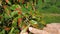 Pear leaf infected with gymnosporangium sabinae rust and Septoria Leaf Spot Septoria aegopodii. Gardener hand hold