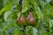 Pear named Harrow Sweet Pyrus, two fruits before harvest on the tree