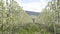 Pear orchard with blossoming trees in spring