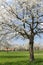 Pear orchard in Flanders