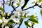 Pear orchard flowers blooms closeness of nature