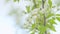 Pear orchard. White blooming pear flowers and buds on branch with green leaves. Close up.