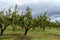 Pear orchard in Worcestershire