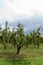 Pear orchard in Worcestershire