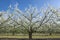 Pear plantation blossom, Spain