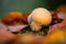 Pear puffball mushroom close-upe