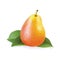 Pear. Ripe fruit, sweet, bright yellow with a pink side and green leaves. Realistic style. Vector