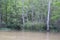 Pear River Landscape In Slidell Louisiana