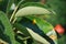 Pear rust (Gymnosporangium sabinae) on the leaves