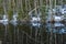 Pear shape tree reflection in winter