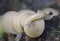 Pear-shaped Puffball Lycoperdon pyriforme} with Reticulate Taildropper Prophysaon andersonii slug