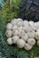 Pear-shaped Puffballs Lycoperdon pyriforme at the base of a tree trunk