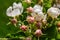 Pear tree, apple tree buds and open white flowers with pistil and stamens. Spring blooming branches in garden. Nature background