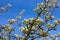 Pear tree in bloom. Pear blossom in early spring