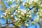 Pear tree in bloom. Pear blossom in early spring