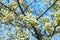 Pear tree in bloom. Pear blossom in early spring