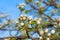 Pear tree in bloom. Pear blossom in early spring