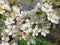 Pear tree in blossom