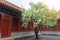 Pear tree blossoming in Chinese traditional courtyard in early spring