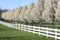 Pear tree blossoms