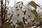 Pear tree blossoms, bees to collect honey