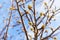 Pear tree buds on a blue sky background