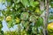 Pear tree disease on the leaves and bark. The concept of chemical garden protection