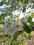 Pear tree flowers at noon light