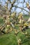 Pear tree at green cluster growth stage