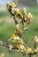 Pear tree at green cluster growth stage