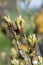 Pear tree at green cluster growth stage