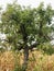 Pear tree with green leaves and ripe yellow fruits against corn field . Tuscany, Italy