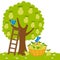 Pear tree, a ladder and a basket with harvested pears. Vector Illustration