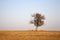 Pear tree in the meadow in autumn