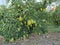 Pear tree in Okanagan Valley