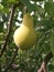 Pear, tree, ripe, green, nature, fruit, branch, lush, hanging, summer, food, healthy, yellow, plant, leaf, season, outdoors, sweet