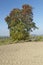 Pear tree - Single pear tree in an open landscape