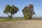 Pear tree - Two pear trees in an open landscape