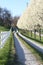 Pear Trees along driveway